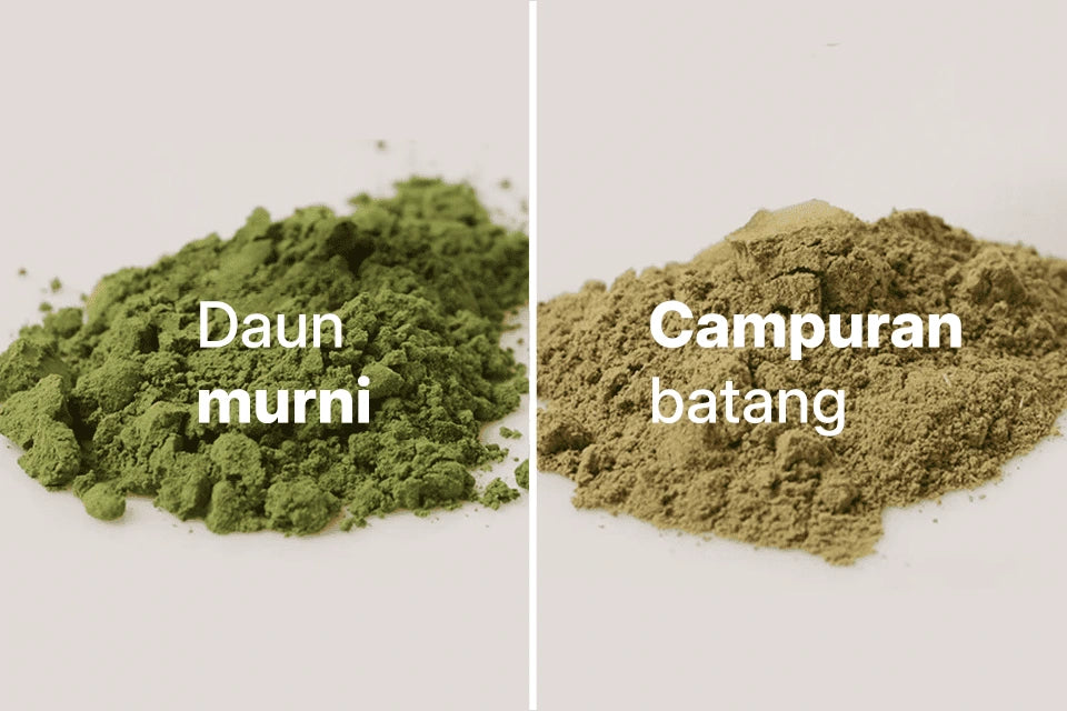 Perbandingan visual antara bubuk kelor hijau murni hasil sortir tangan dengan bubuk kelor kualitas rendah yang berwarna kecokelatan karena campuran batang