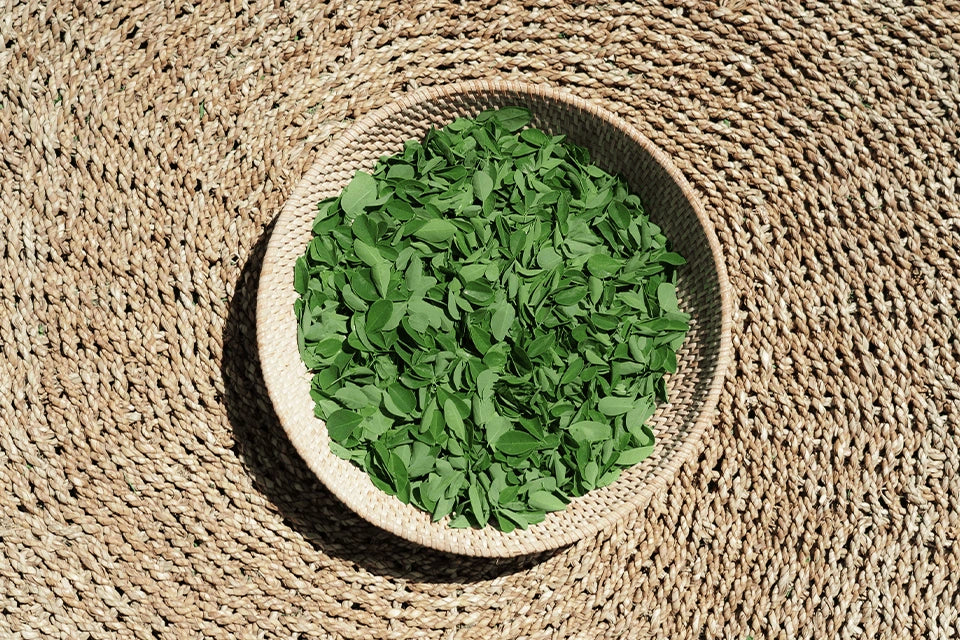 Daun kelor hijau segar hasil panen tangan di dalam wadah anyaman tradisional Karangasem Bali untuk menjaga kemurnian nutrisi tanaman