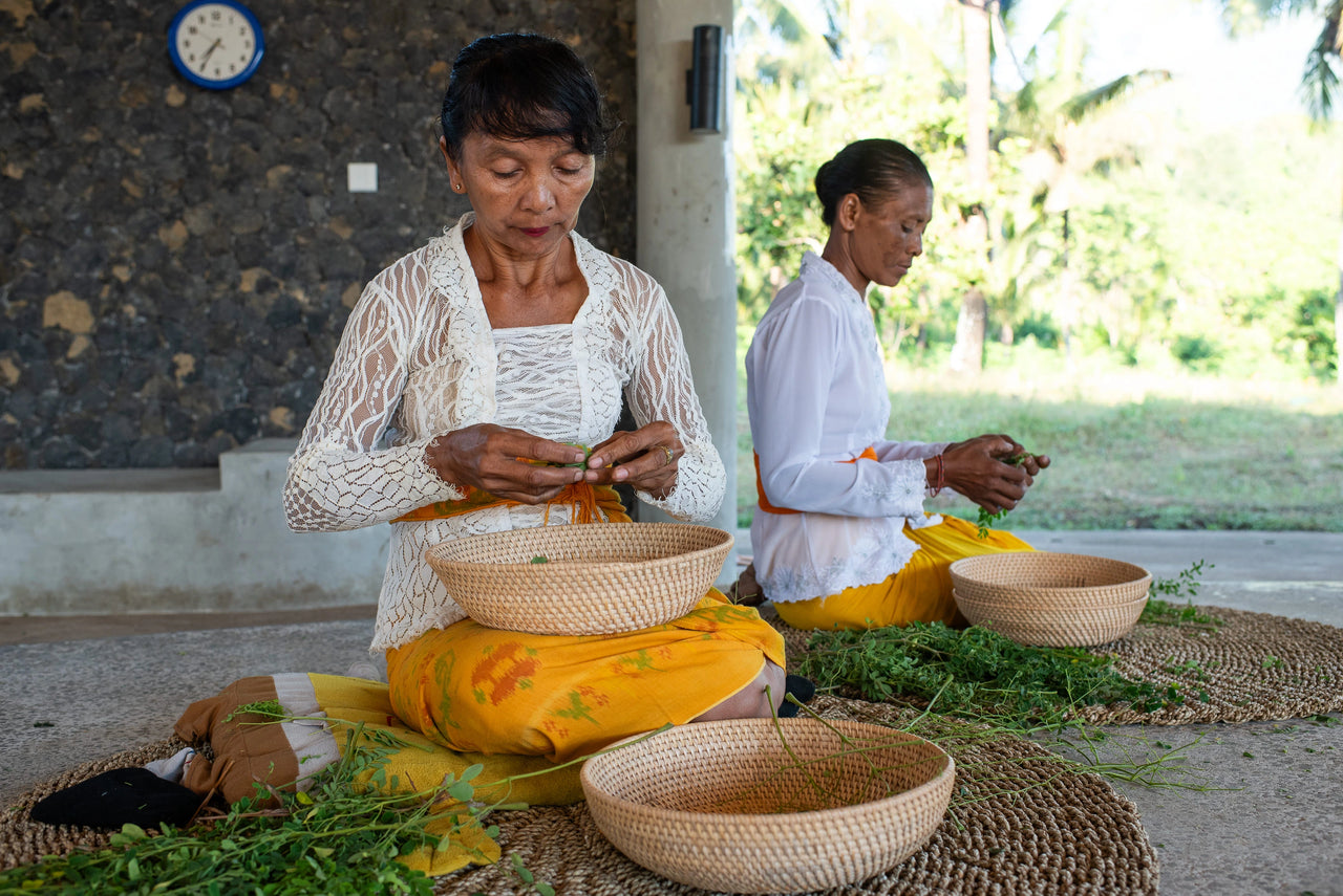 Dua wanita di Karangasem Bali sedang memisahkan daun kelor dari batang secara manual untuk memastikan standar kualitas dan pemberdayaan komunitas lokal.