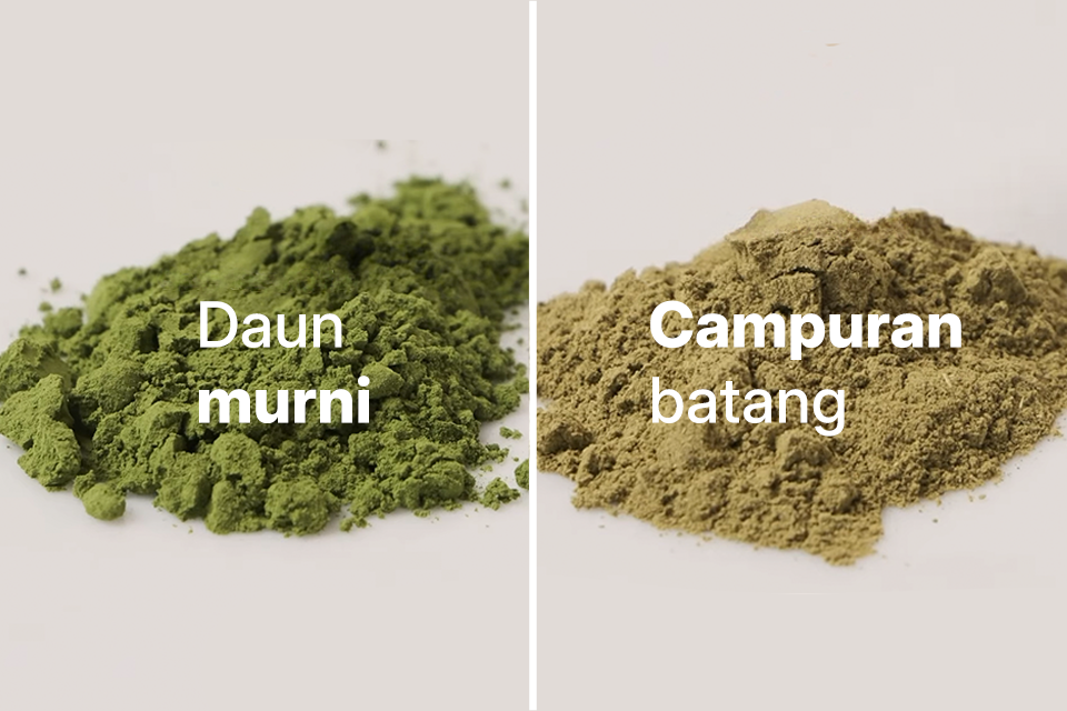 Perbandingan visual antara bubuk moringa hijau murni hasil sortir tangan (daun murni) dengan bubuk moringa kualitas rendah yang berwarna kecokelatan karena campuran batang